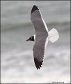 _2SB4517 laughing gull in breeding plumage